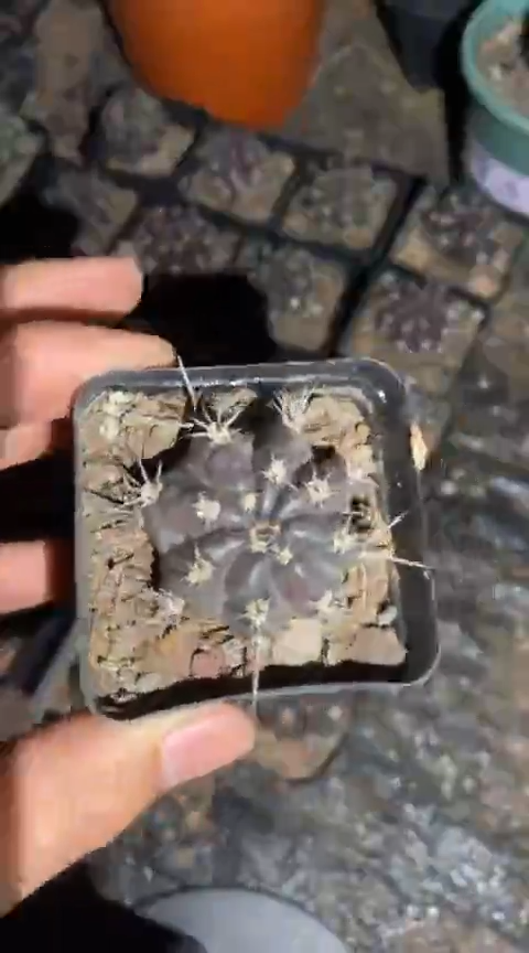 【闪购商品】实生极光单颗