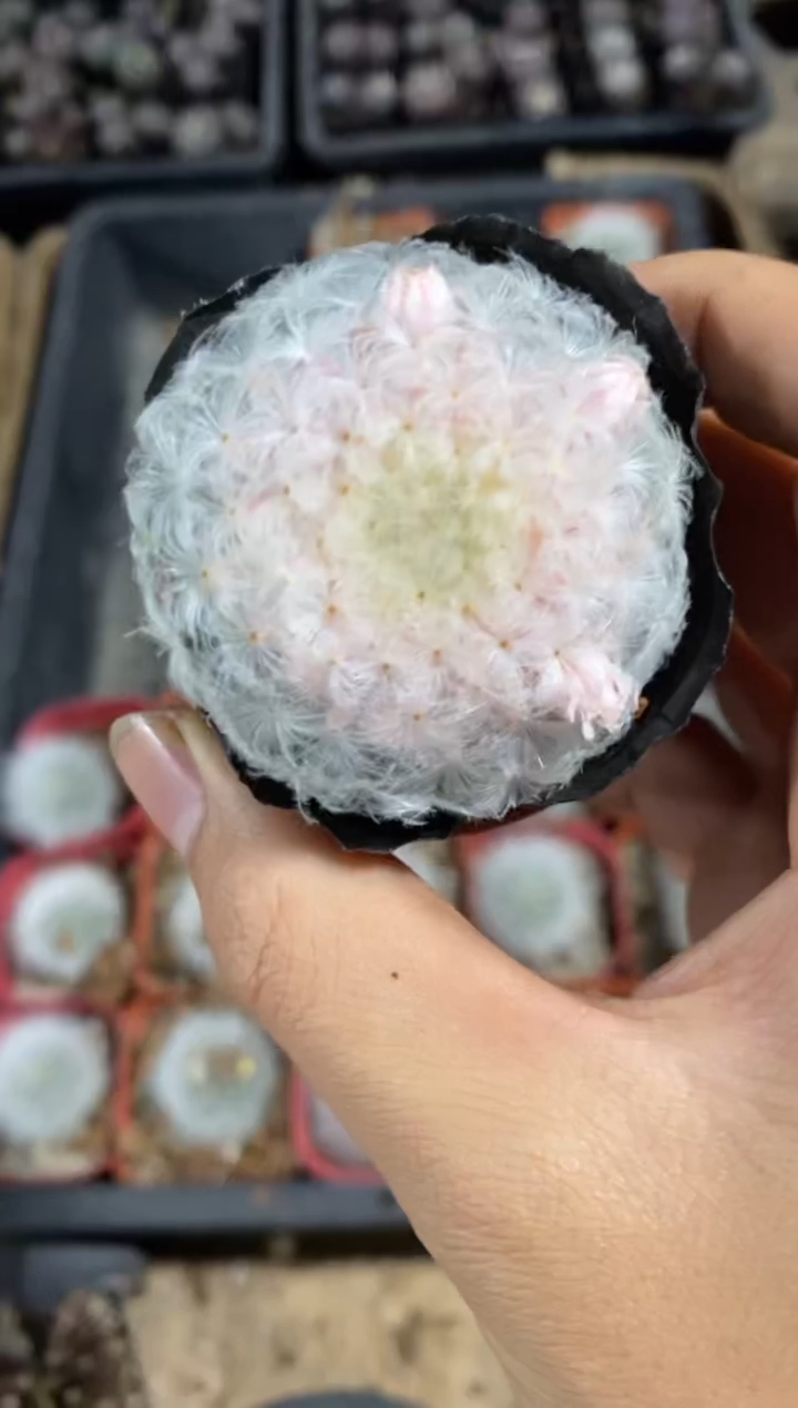 【闪购商品】实生双色白星单颗