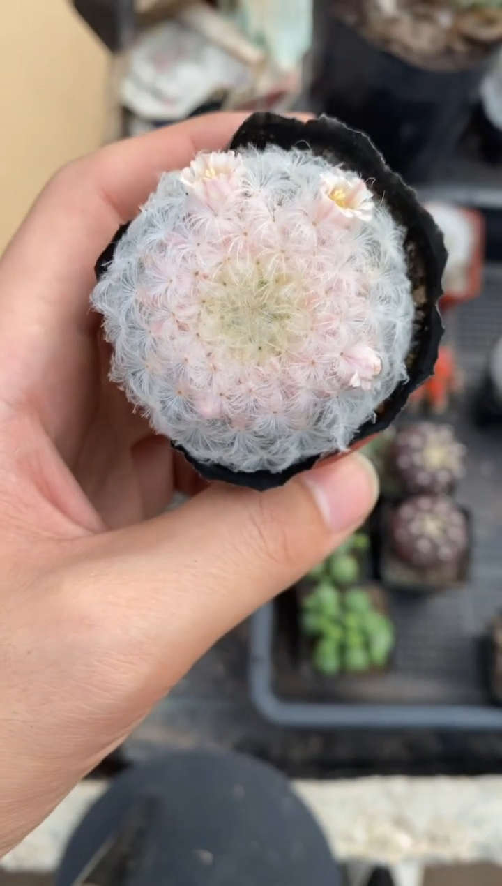 【闪购商品】实生双色白星单颗