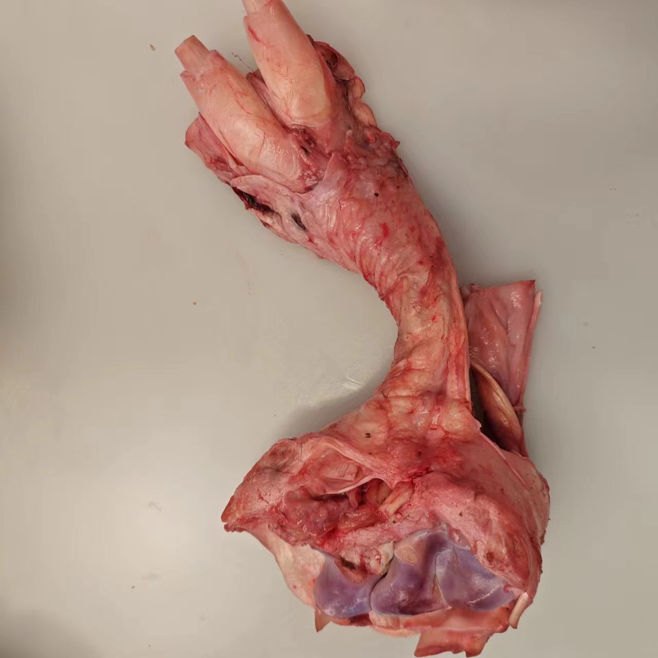 【牛脚筋3斤】正宗秦川黄牛脚筋3斤