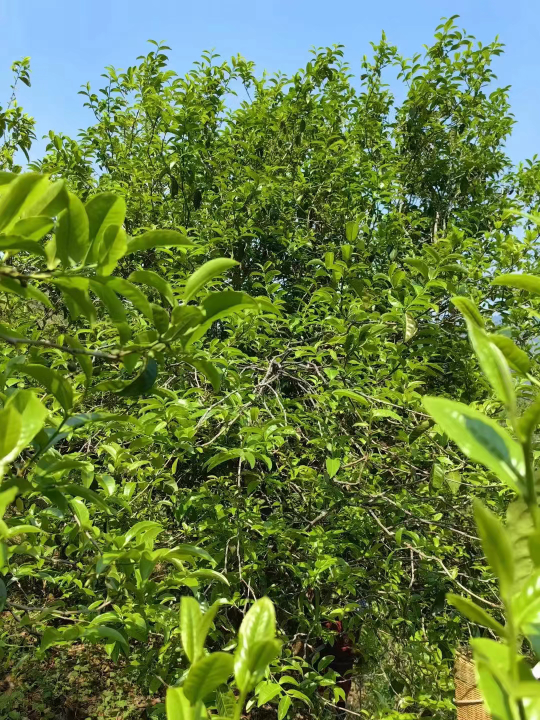 2024年 单株散料普洱生茶200克/份