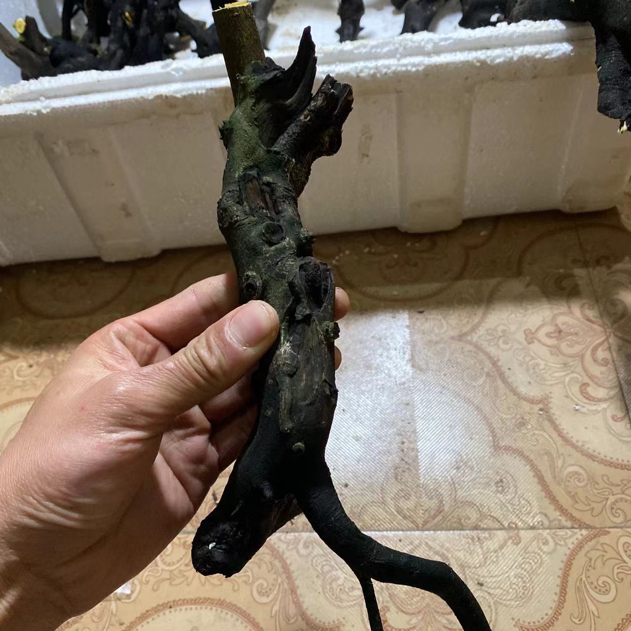 绿植盆栽小树园艺盆景绿植