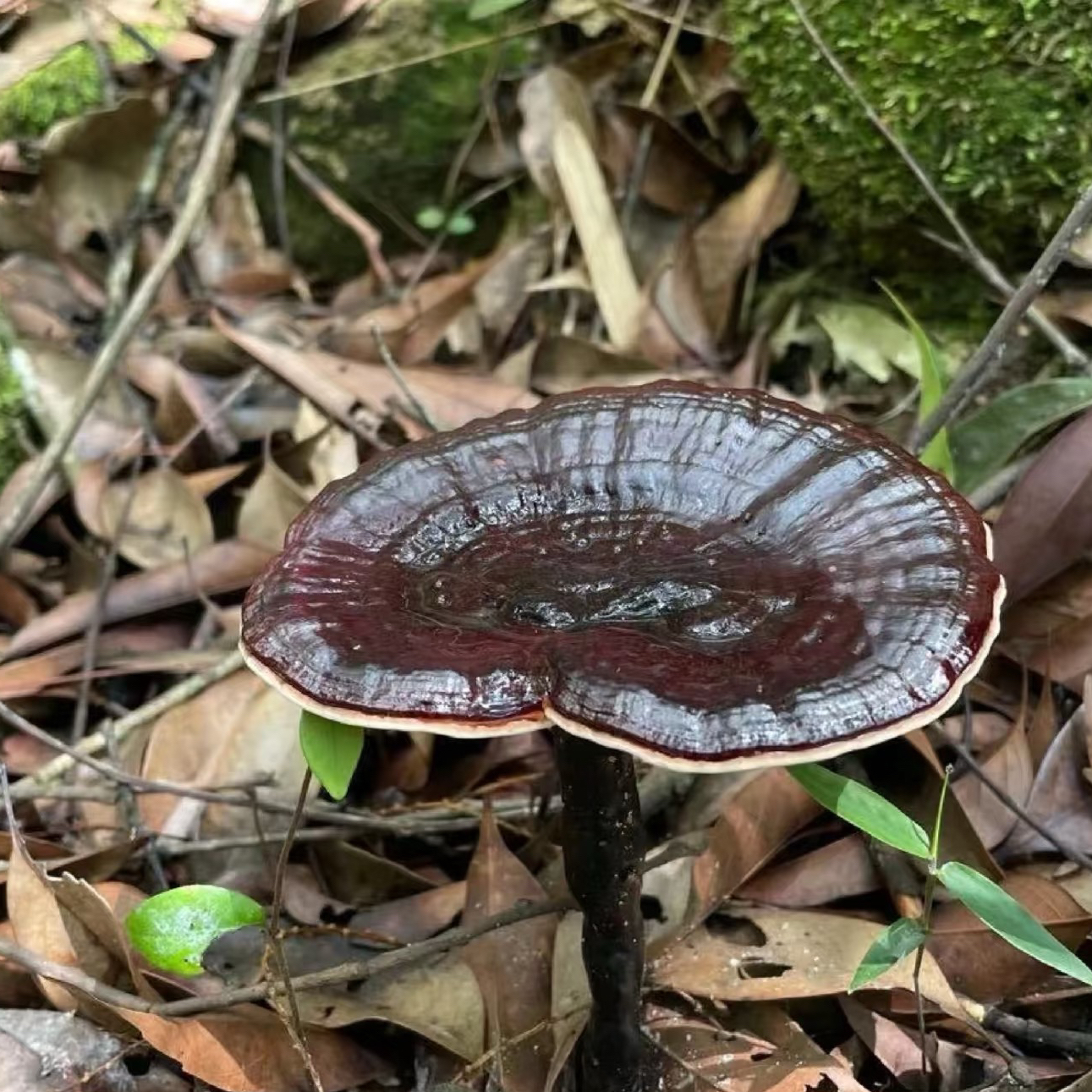 【土特产】川藏野生 天然紫灵芝整根当年新货 不苦 煮水煲汤