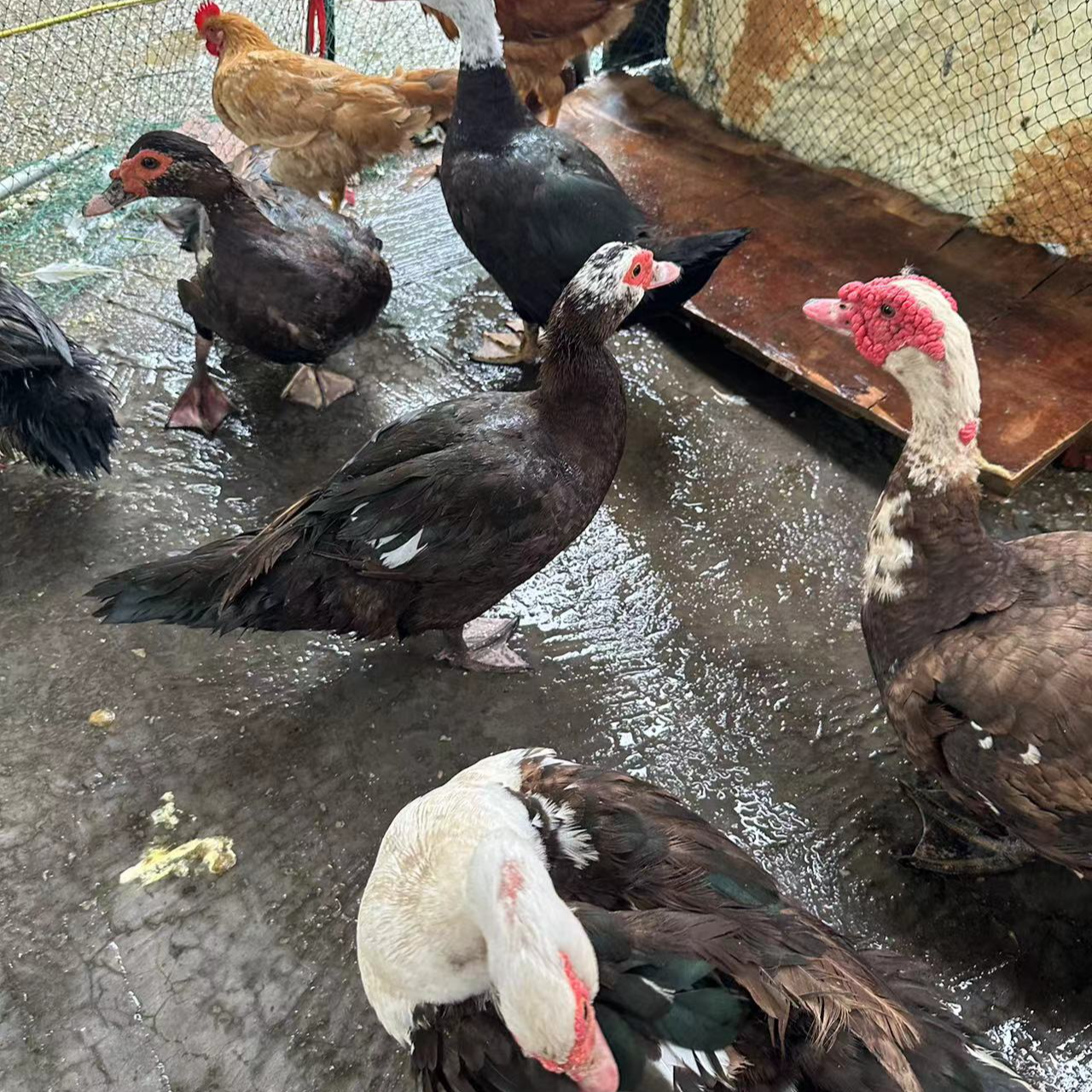 直播间补单，鸡 ，鸭鹅