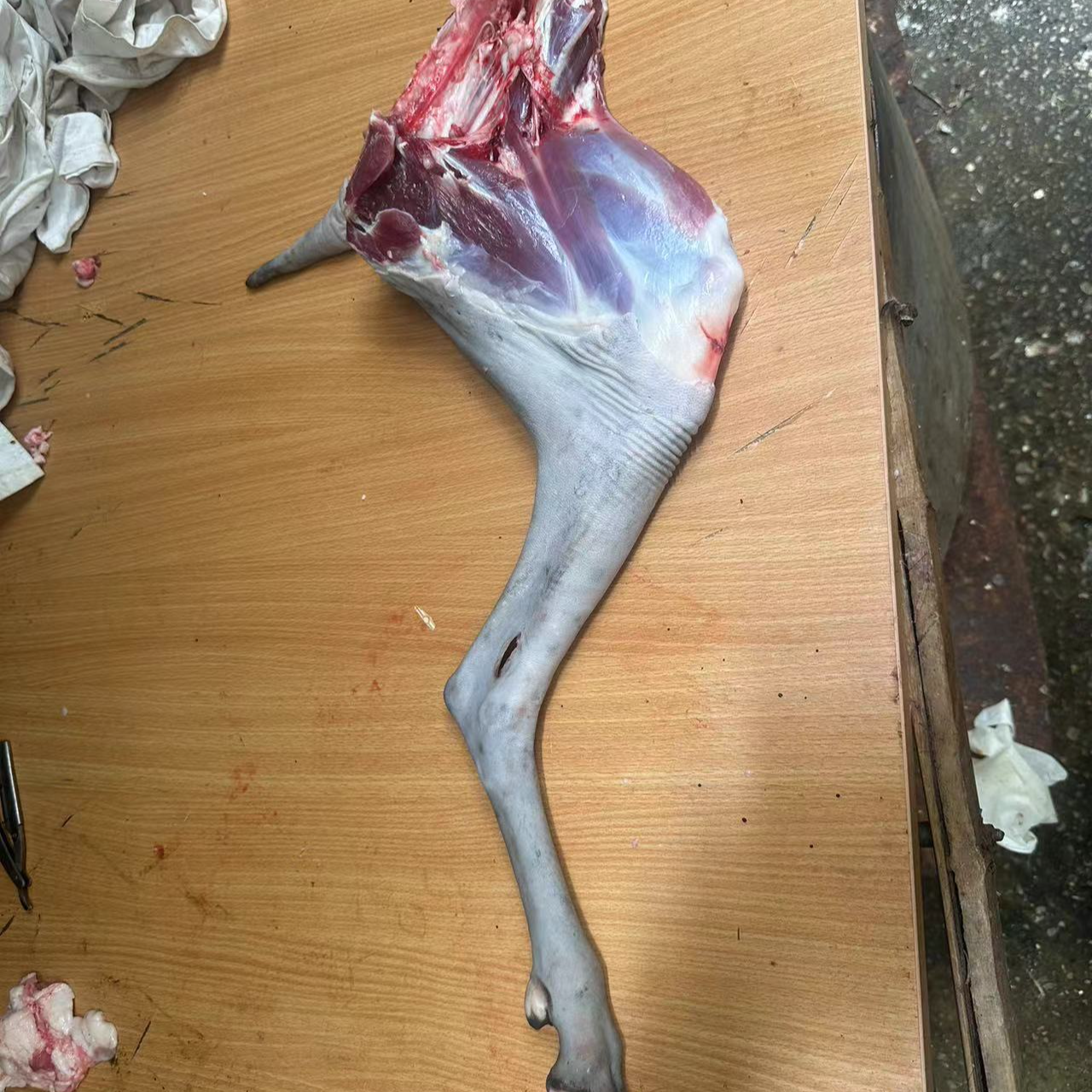 苏北黑山羊羊腿直播间现场称重
