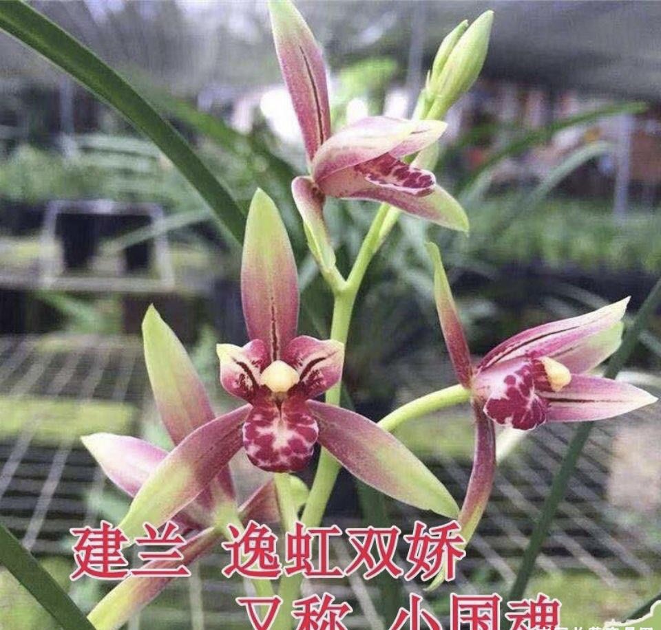 建兰～逸红双娇（小国魂）、夏秋季花期好养易活 阳台室内种植