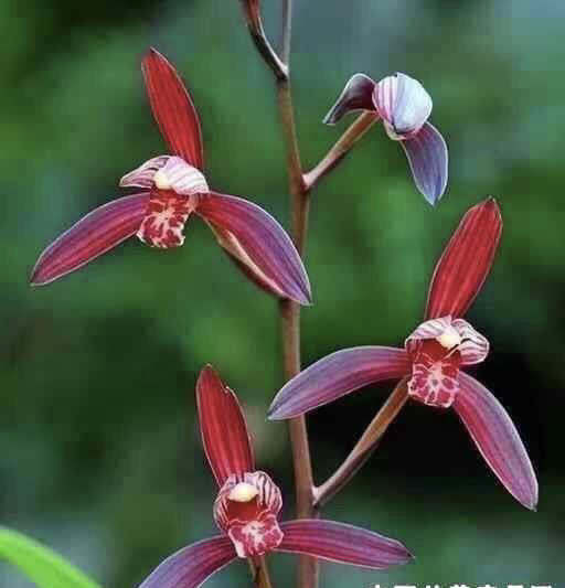 程阳兰花直播一物一拍链接