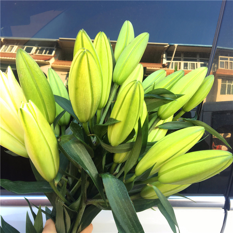 香水百合云南昆明基地直发同城速递七夕情人节花束水养送人包邮发