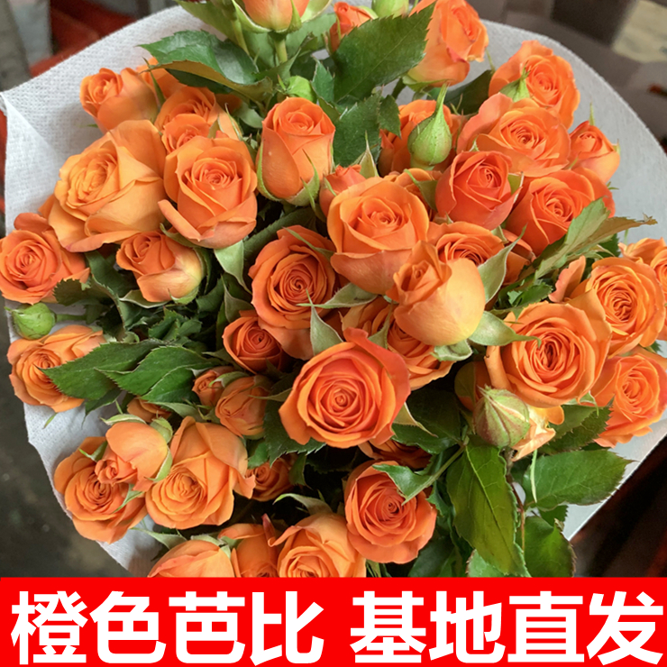 橙芭比多头泡泡玫瑰云南昆明斗南水养鲜花基地直发同城速递送人发