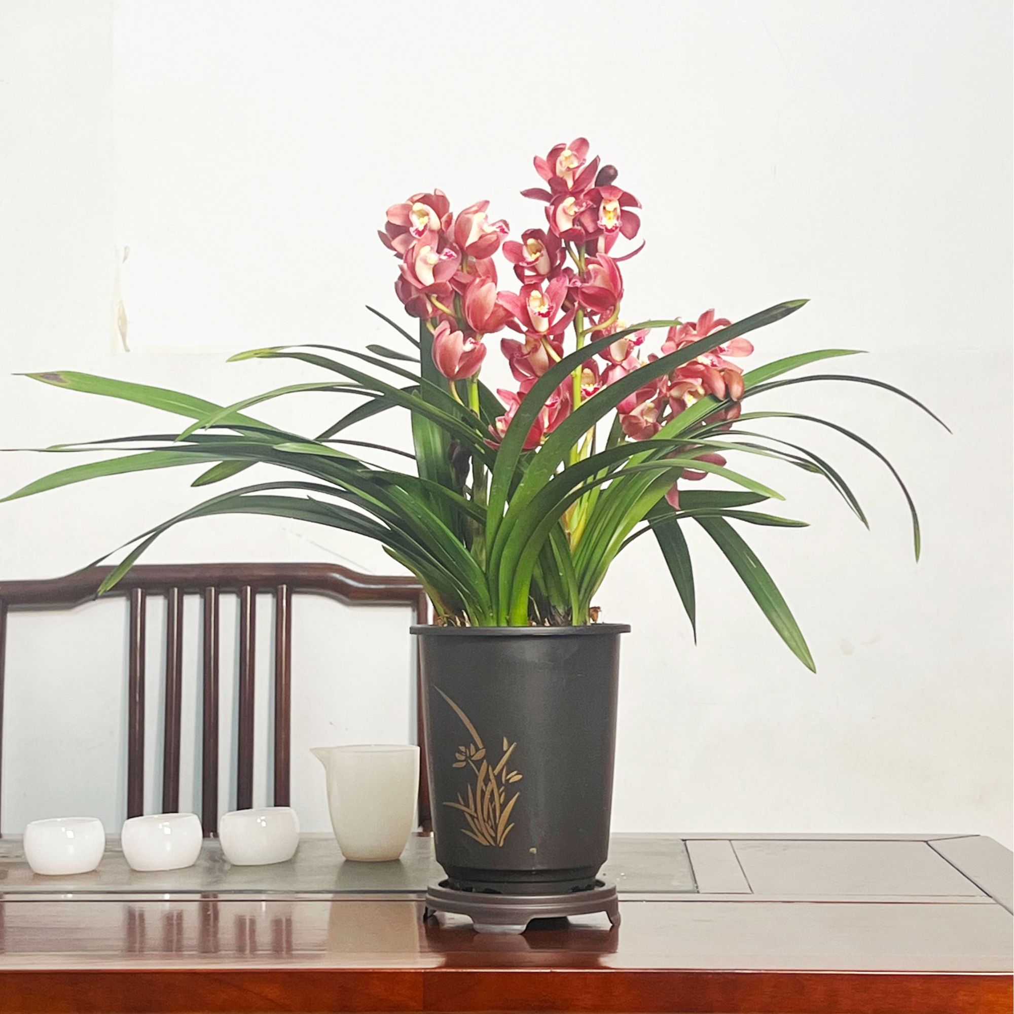 京东包邮【红宝石带2-3支花剑】大花蕙兰年宵花带国风圆盆