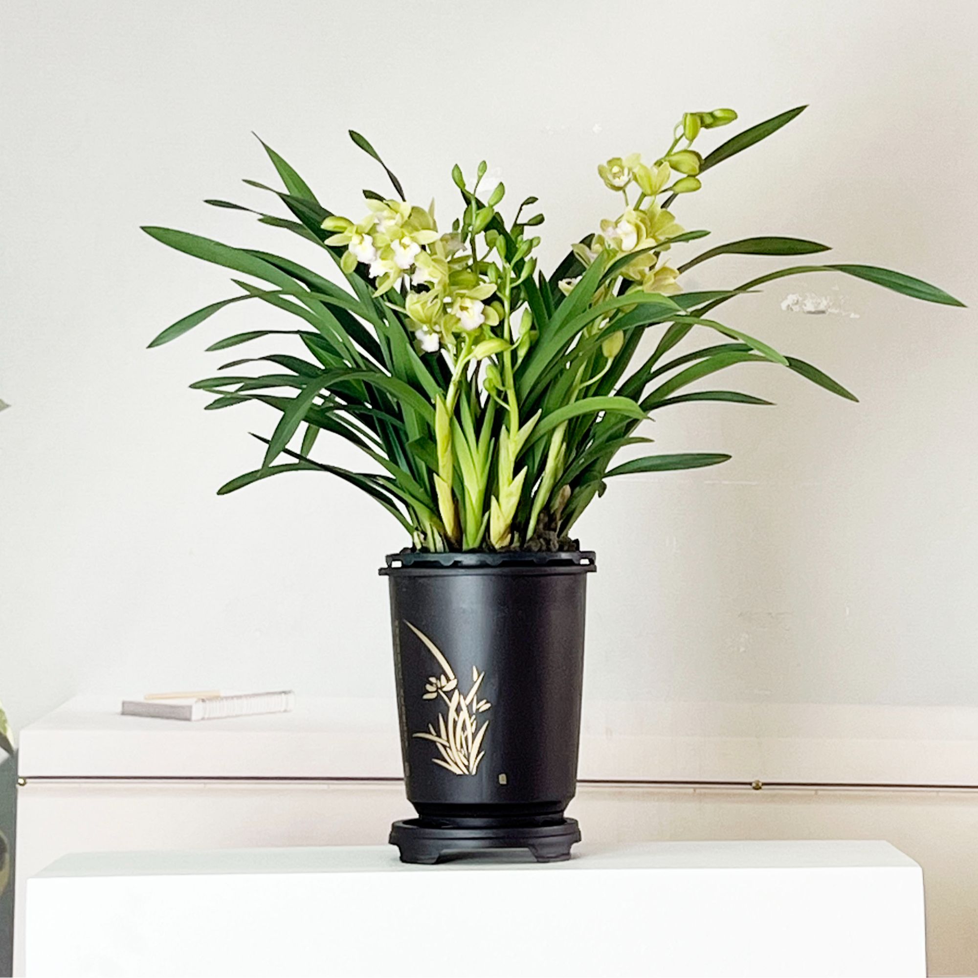 【京东包邮5-8支花剑】年宵花香水香兰原盆原土基地直发带国风圆盆