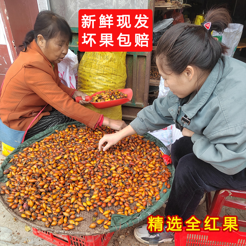 金樱子新鲜现摘糖罐大别山农家山金樱子泡酒材料手工精选全红果