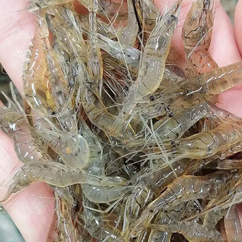 密云水库水库河虾精品海鲜