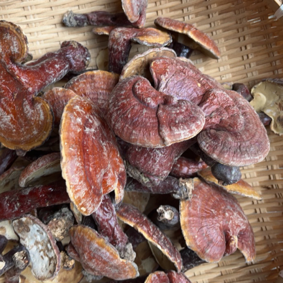 云南特产 野生下山 赤灵芝非香菇