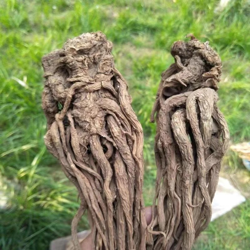 云南特产 野生铛归味菇