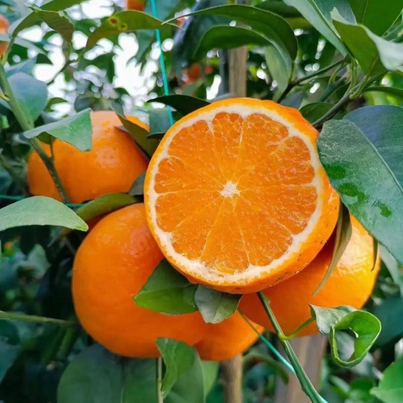 脐橙橙子口感甜甜