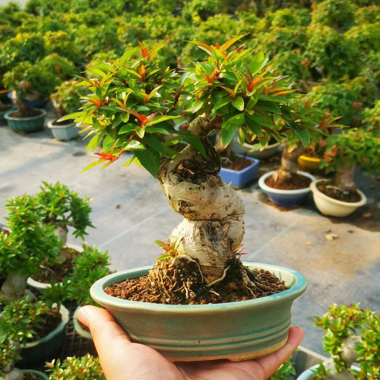 精品掌中宝微盆景对节白蜡榆树雀梅直播间【一物一拍】