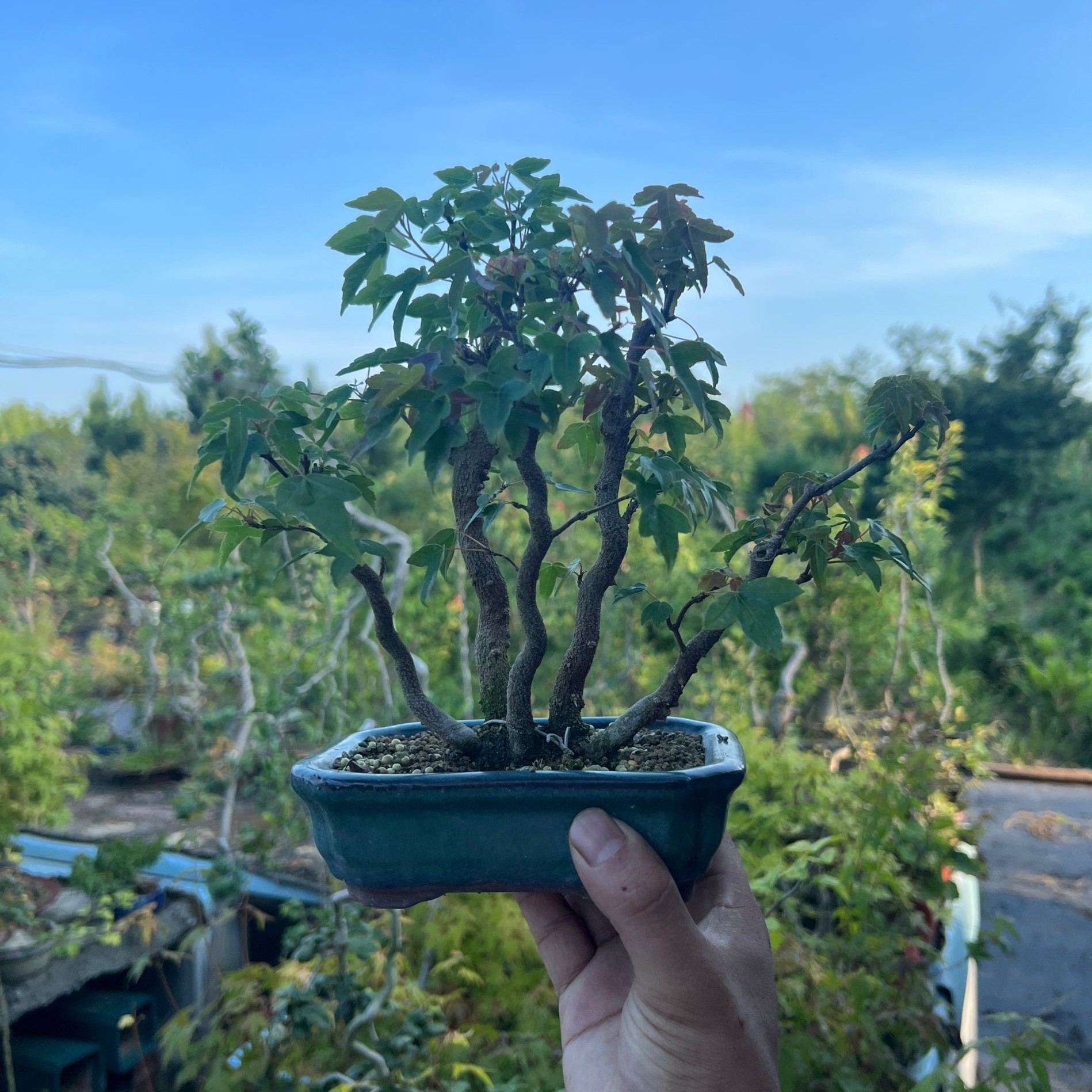 白蜡榆树雀梅黄杨盆景掌中宝小品【一物一拍】