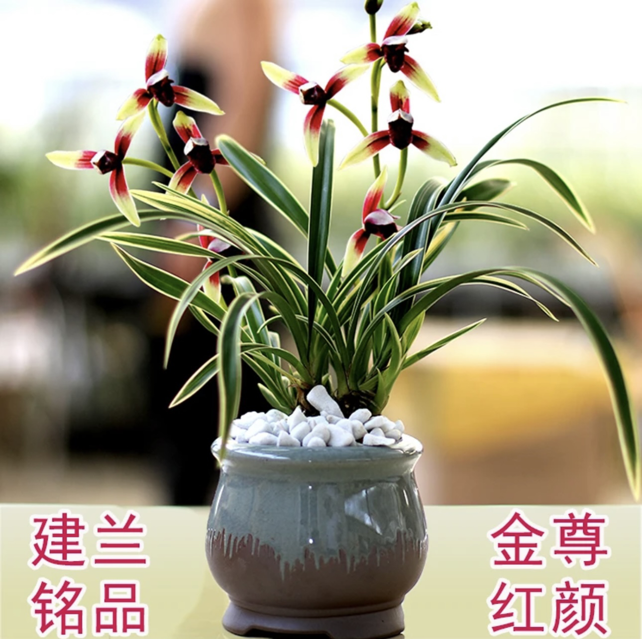【金尊红颜】建兰 金边艺 紫素花 叶姿优美 花高浓香 茶室盆景