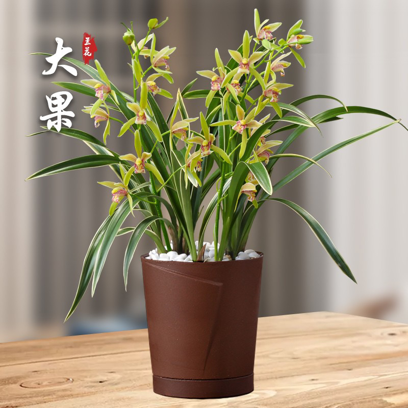 【建兰 金边 大果冠】原盆发货 花艺双全 浓香品种