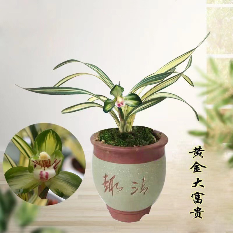兰花盆景素材【一物一拍】实物为准