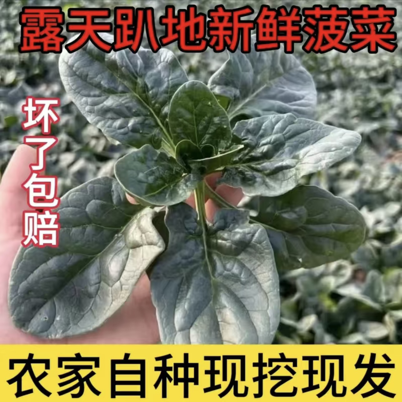 （新人福利）露天矮杆趴地菠菜新鲜现挖现发坏了包赔三斤五斤
