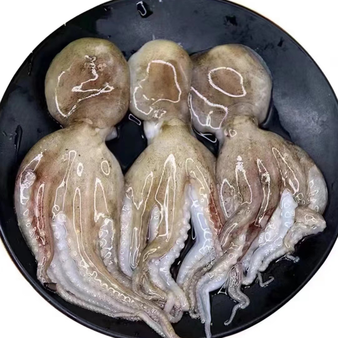 野生短腿爆头八爪鱼 一斤5-7条左右 鲜活速冻发货