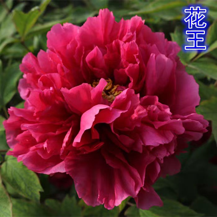 进口观赏牡丹品种【花王】4-6枝