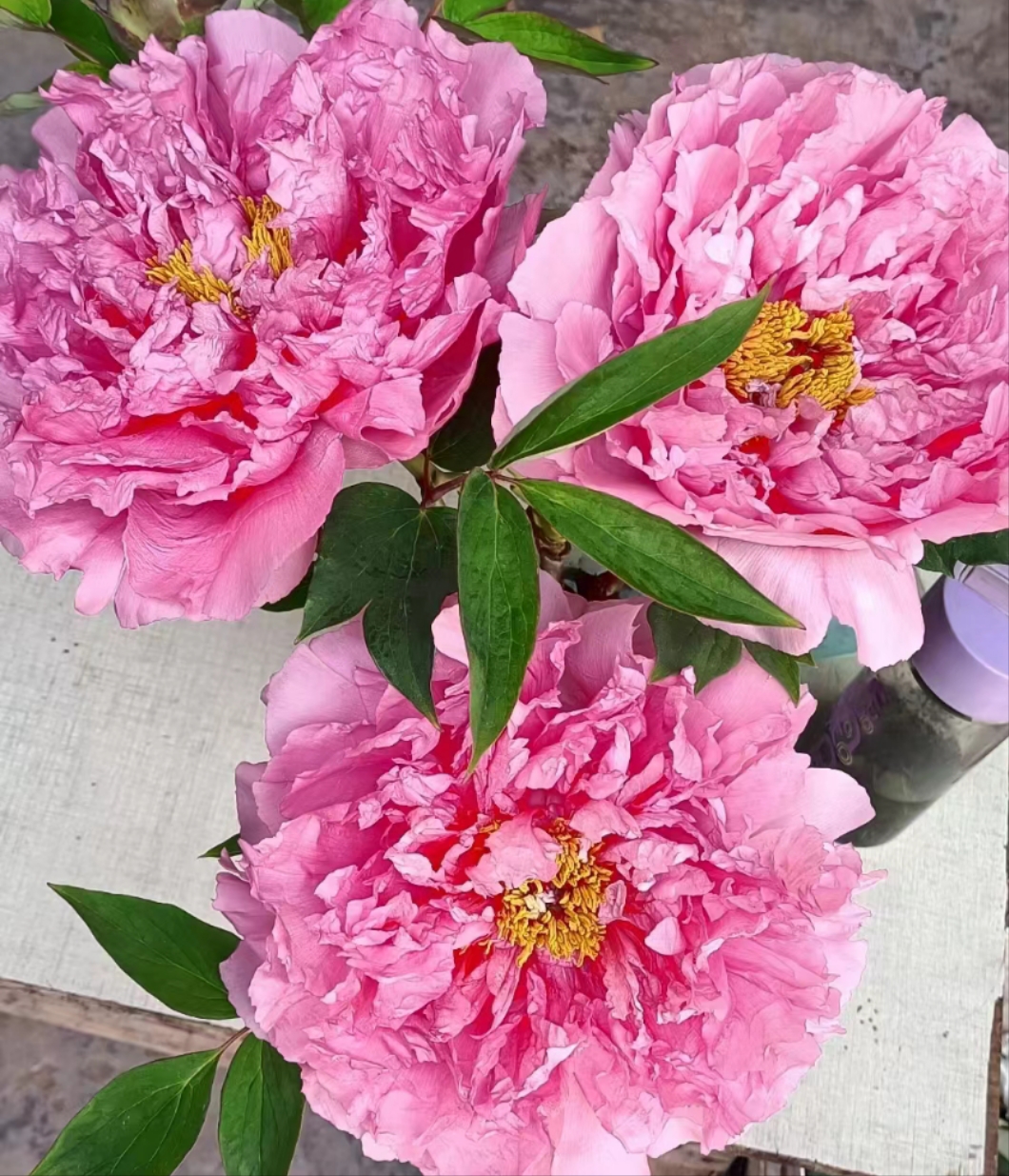 国内观赏牡丹【肉芙蓉】品种多 秋季发苗