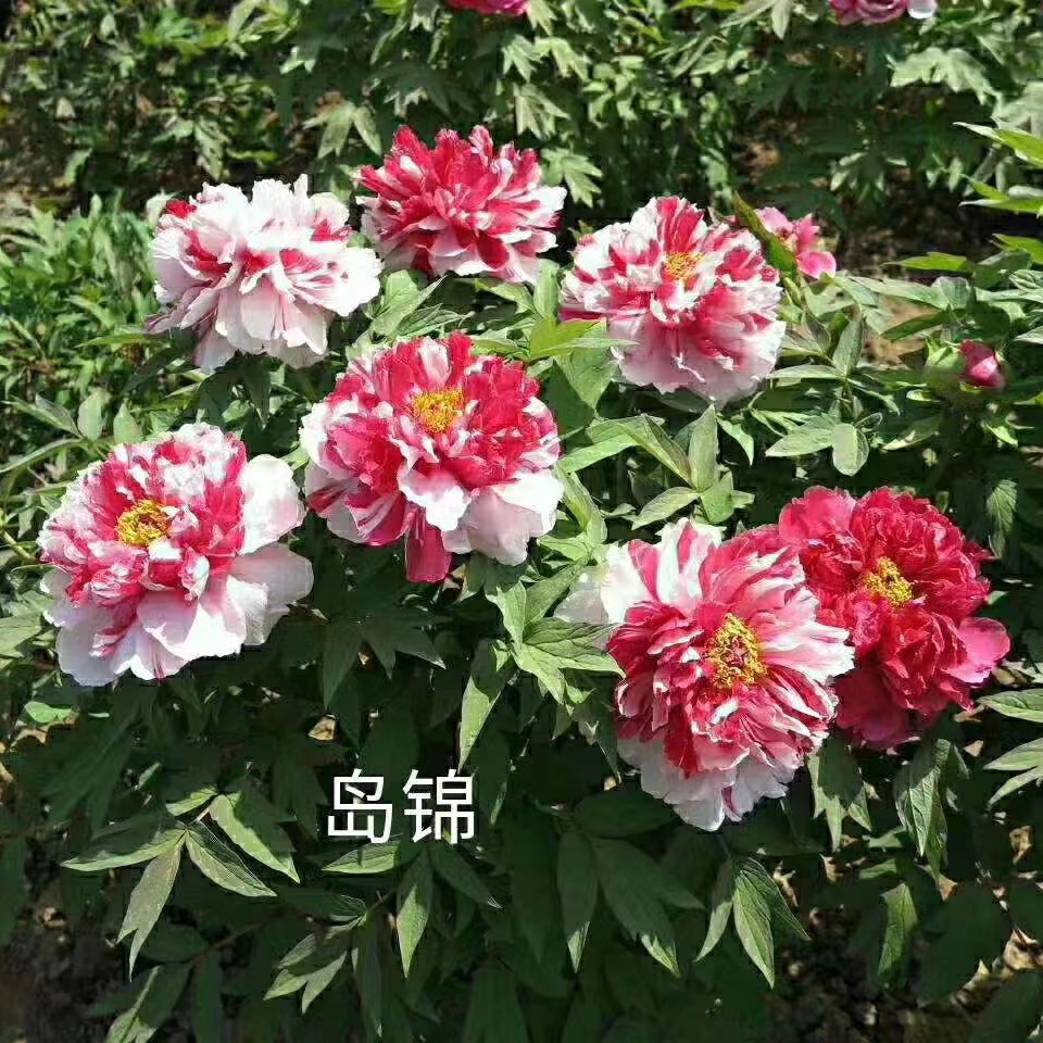 观赏牡丹【岛锦】2-8枝 进口品种 秋季发苗