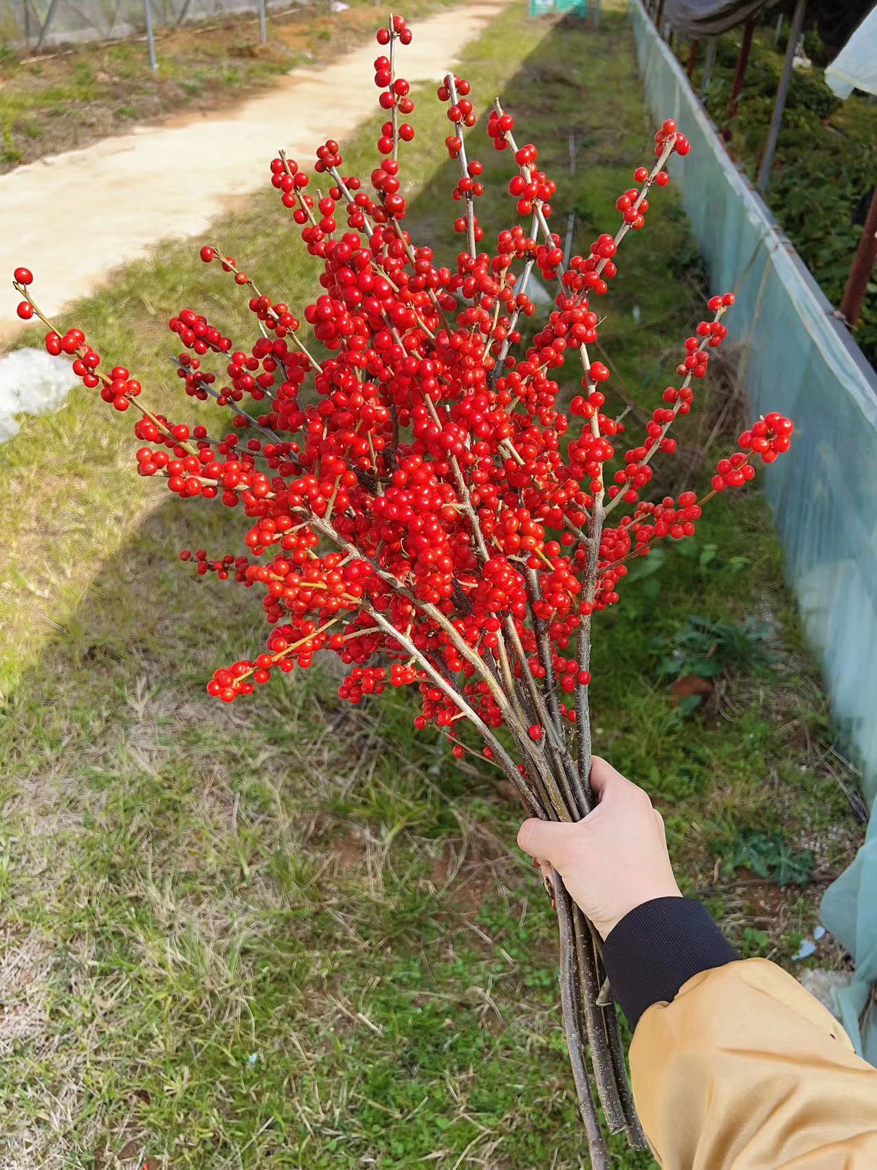  3A 北美冬青鲜切枝60-70cm 运输会有轻微掉果现象