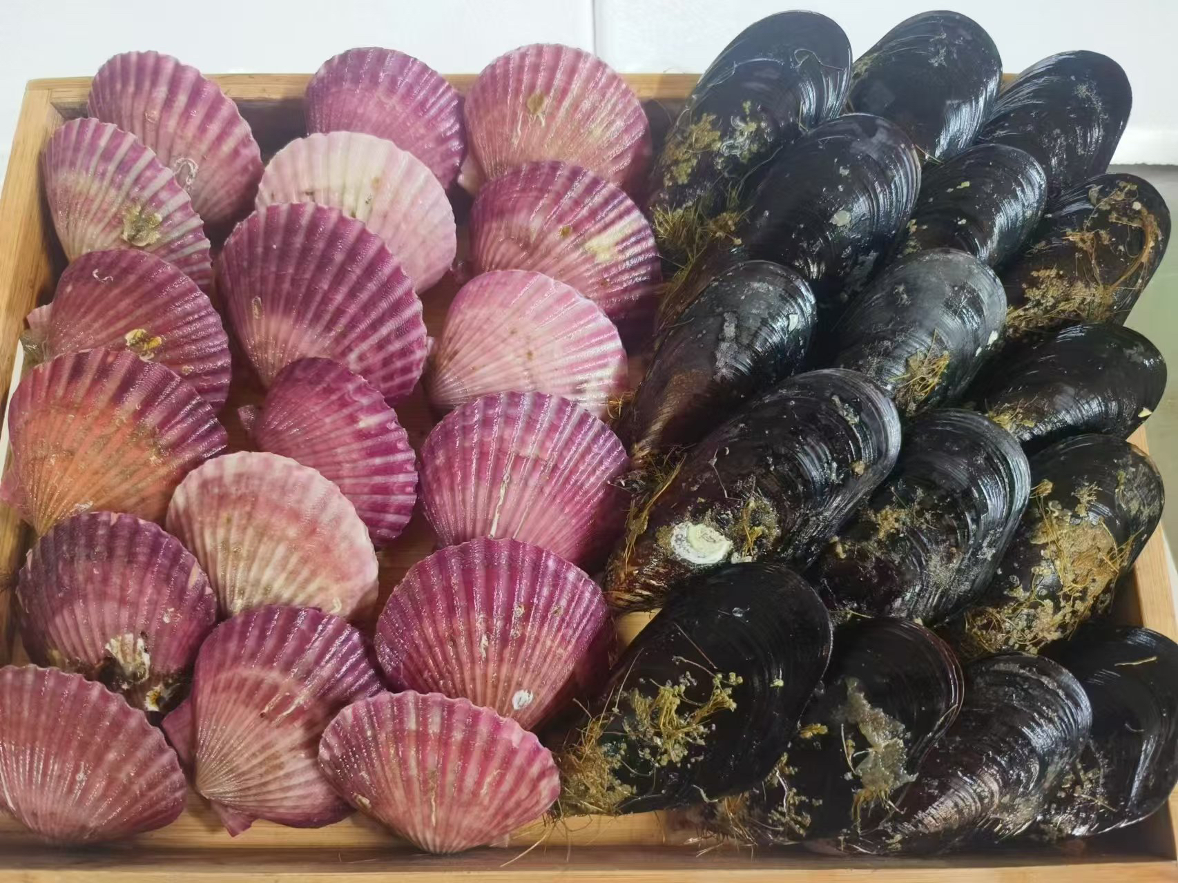 【贝类混搭】2斤青口贝➕3斤小红贝净重5斤顺丰鲜活发货，包鲜不包活