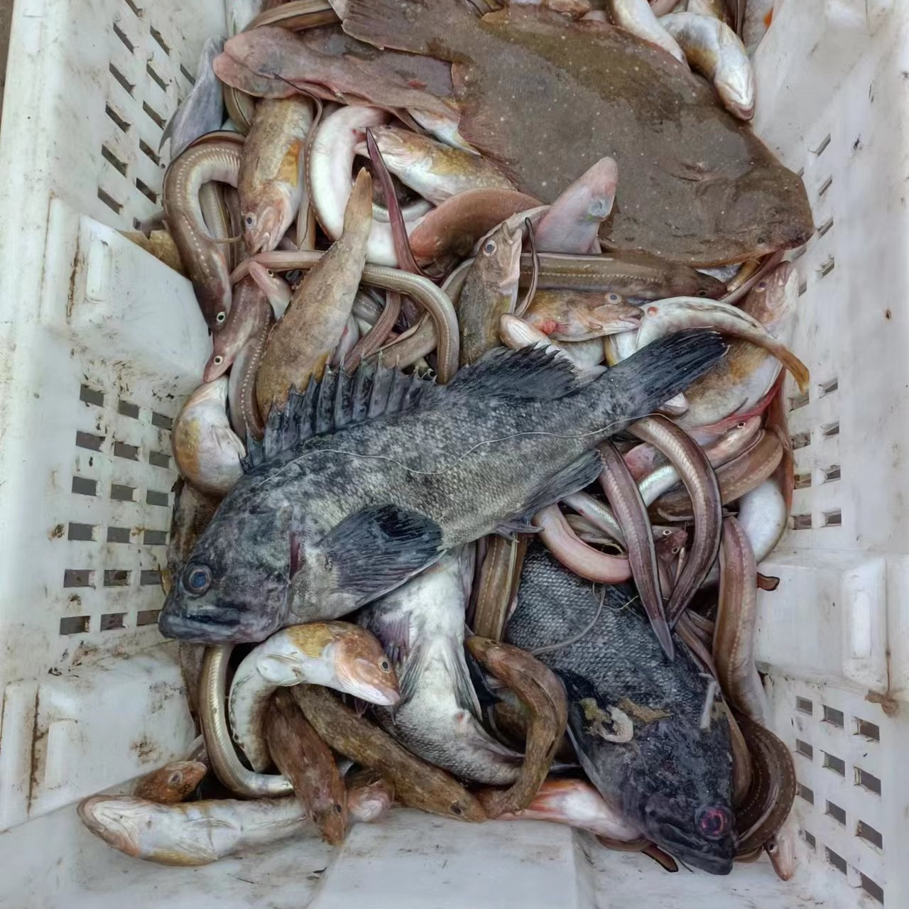 山东日照海鲜现场称重