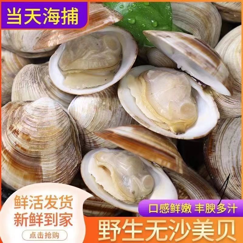 w［顺丰包邮］山东日照大蛤蜊美贝（一斤10只左右）鲜活发货 包肥包活