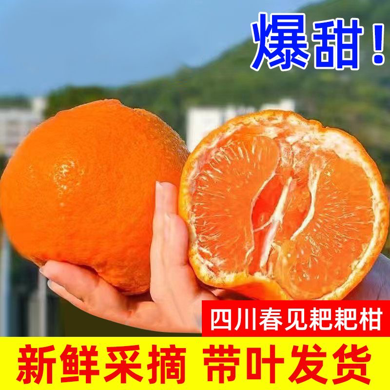 【恒心】四川春见耙耙柑新鲜水果现摘爆甜多汁5/8斤整箱包邮