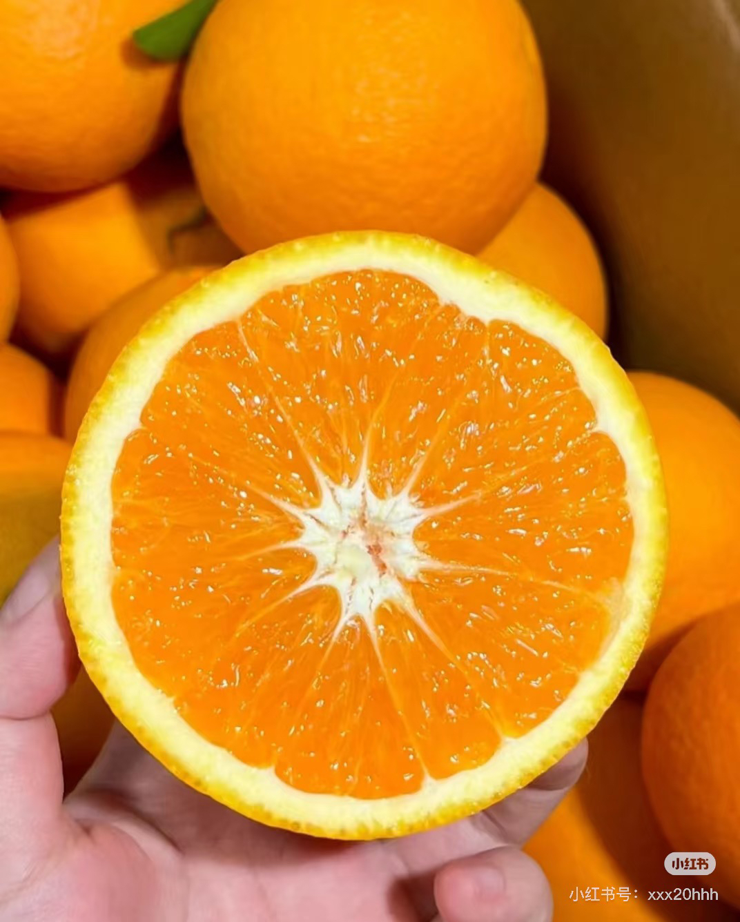 赣南脐橙（1500）