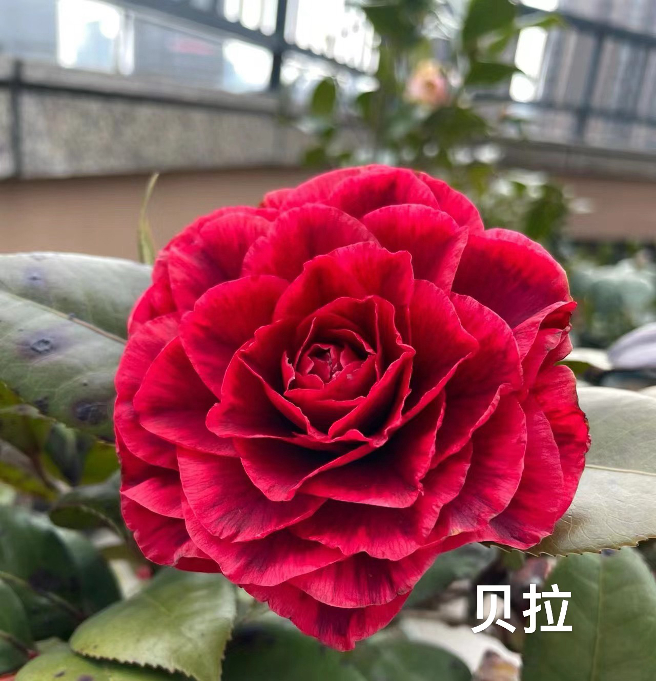 品种茶花便宜卖自家基地直发