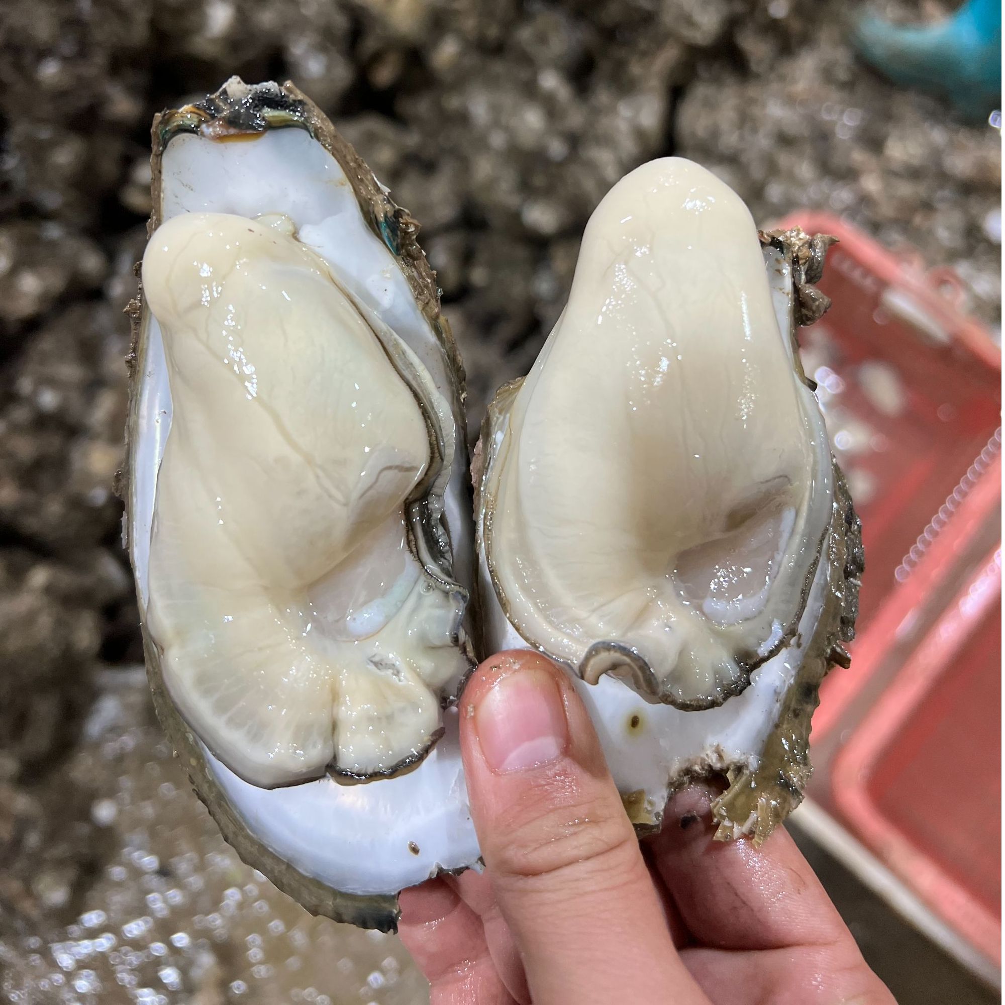 正宗台山生蚝  中小蚝肉 （26-32只1斤 ）现剥现发顺丰到家