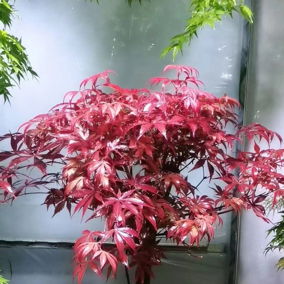 红舞姬出猩猩三季红中国红