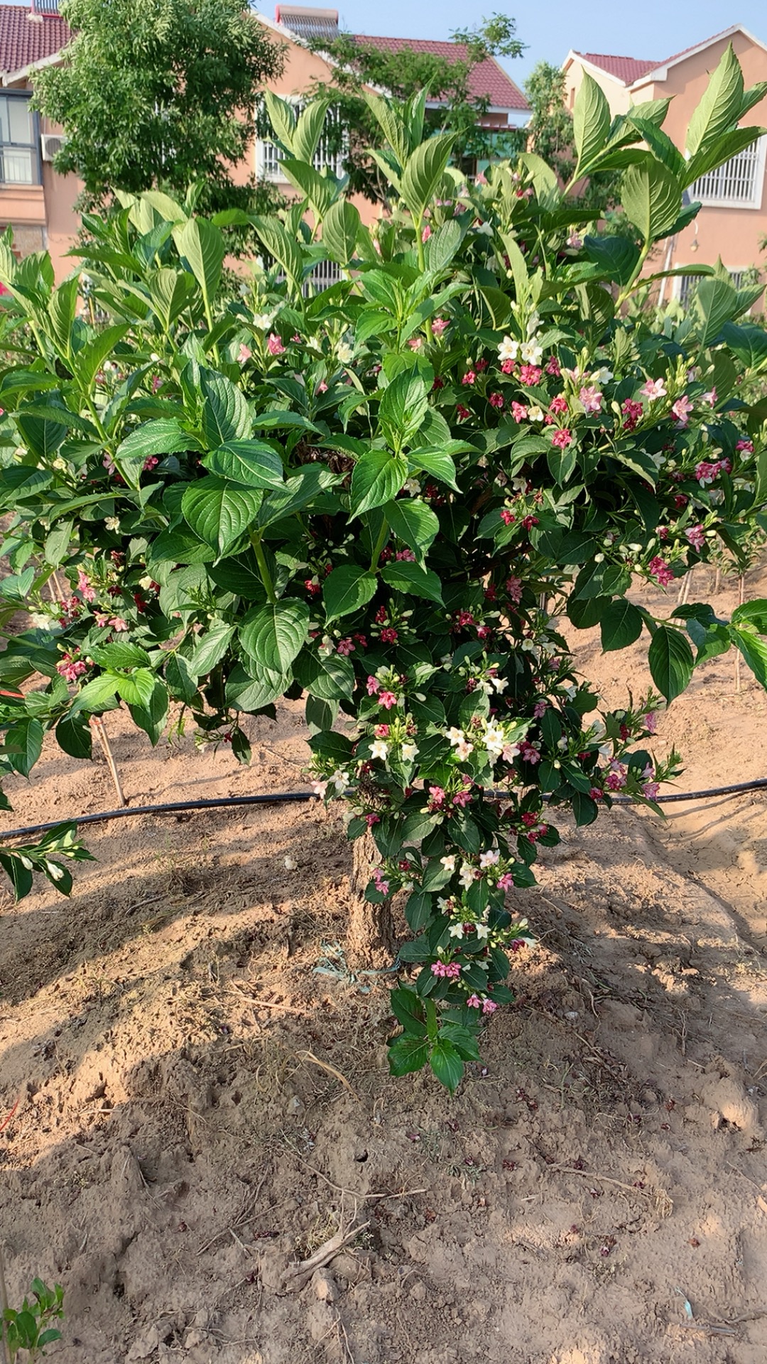 五彩锦带，红王子锦带