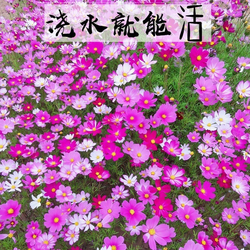 波斯菊花种子格桑花种籽子七彩四季花种开花易活花籽庭院室外种孑