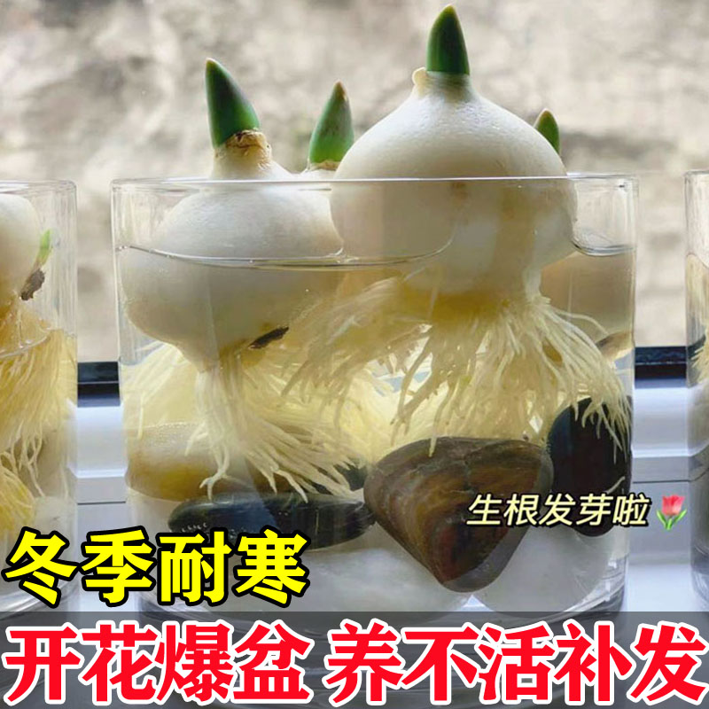 5颗郁金香种球水培盆栽荷兰进口重瓣四季开花好活土养阳台花种籽