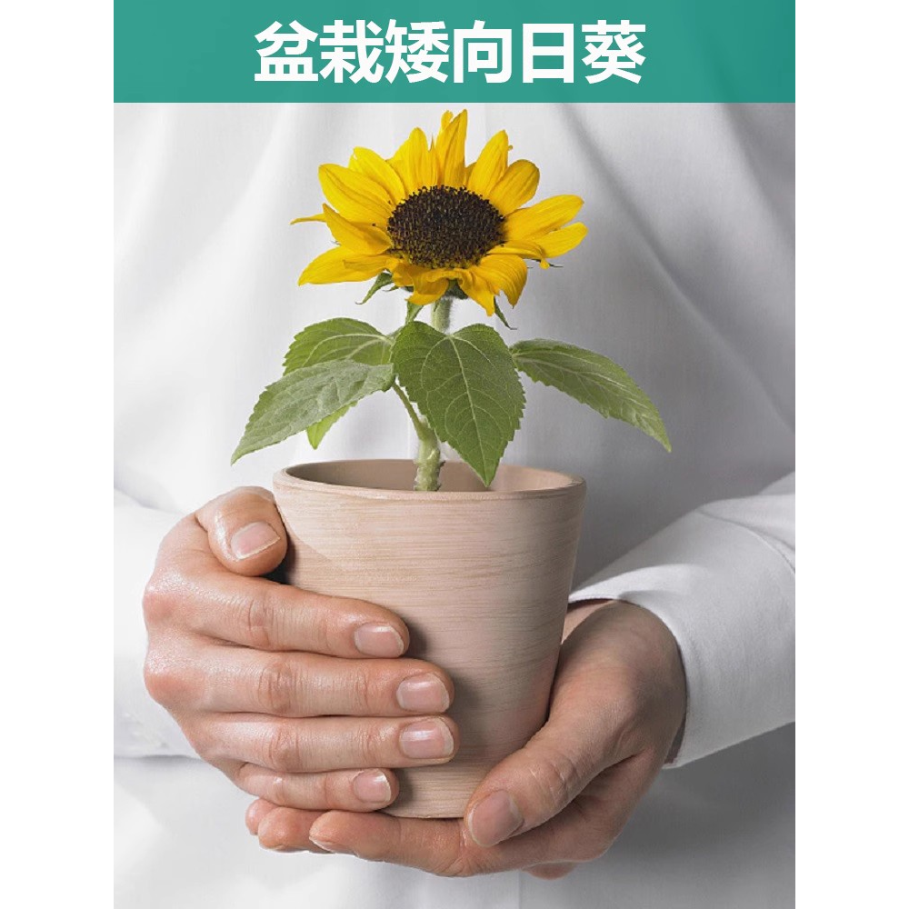 矮向日葵种孑观赏迷你花种籽子四季开花食用葵花籽室内外盆栽种植