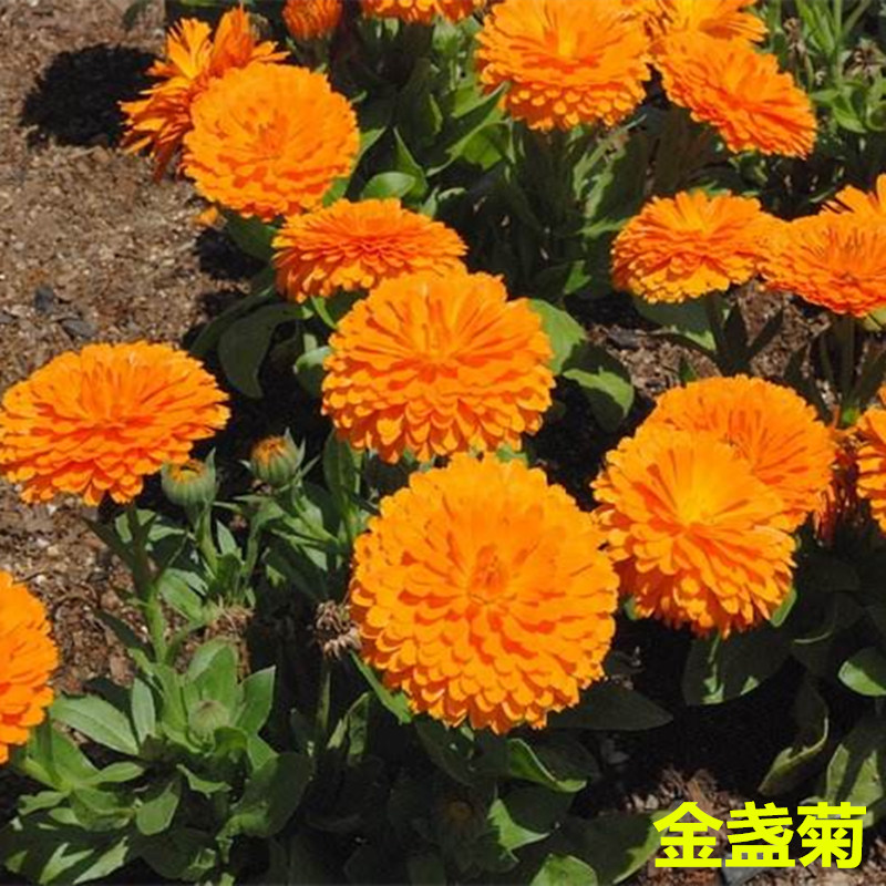 金盏菊花种籽子耐寒矮生四季易活花坛阳台盆栽金盏菊花种孑
