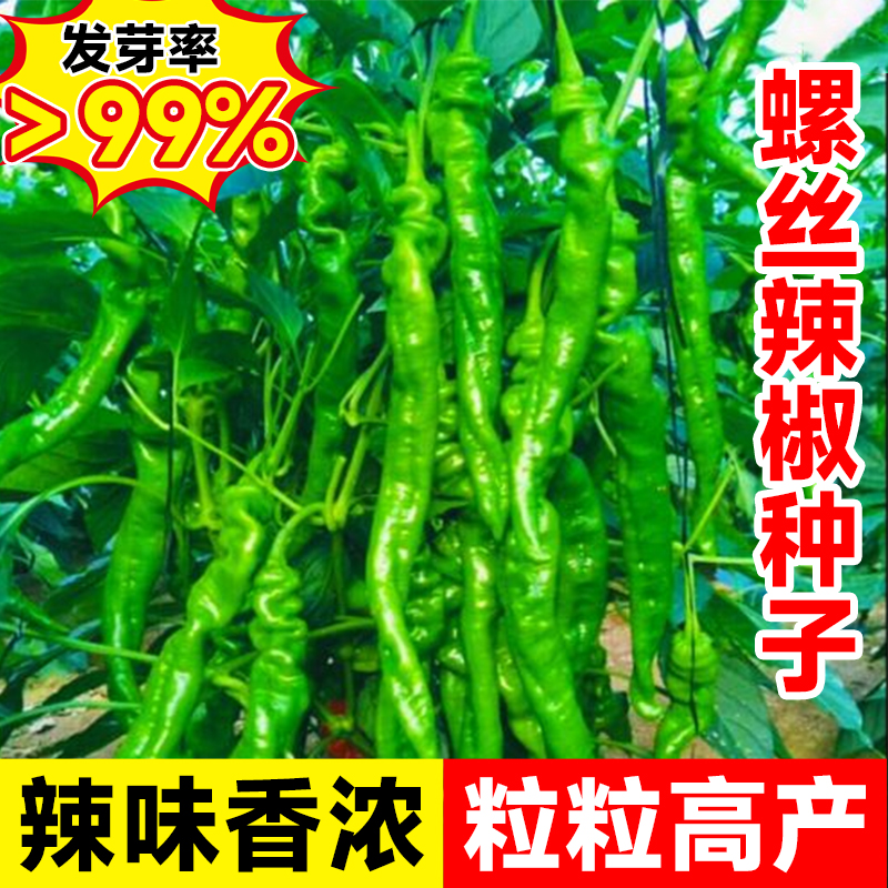 螺丝辣椒种籽薄皮辣椒种子大全四季阳台杭椒线椒种孑春季蔬菜秧苗