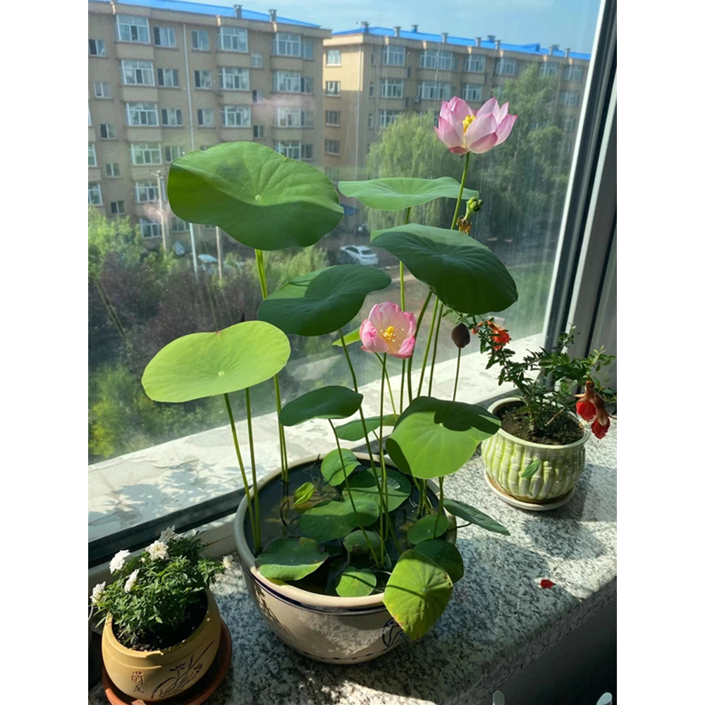碗莲水培植物花卉室内花好养四季开花种子籽水养荷花睡莲盆栽绿植