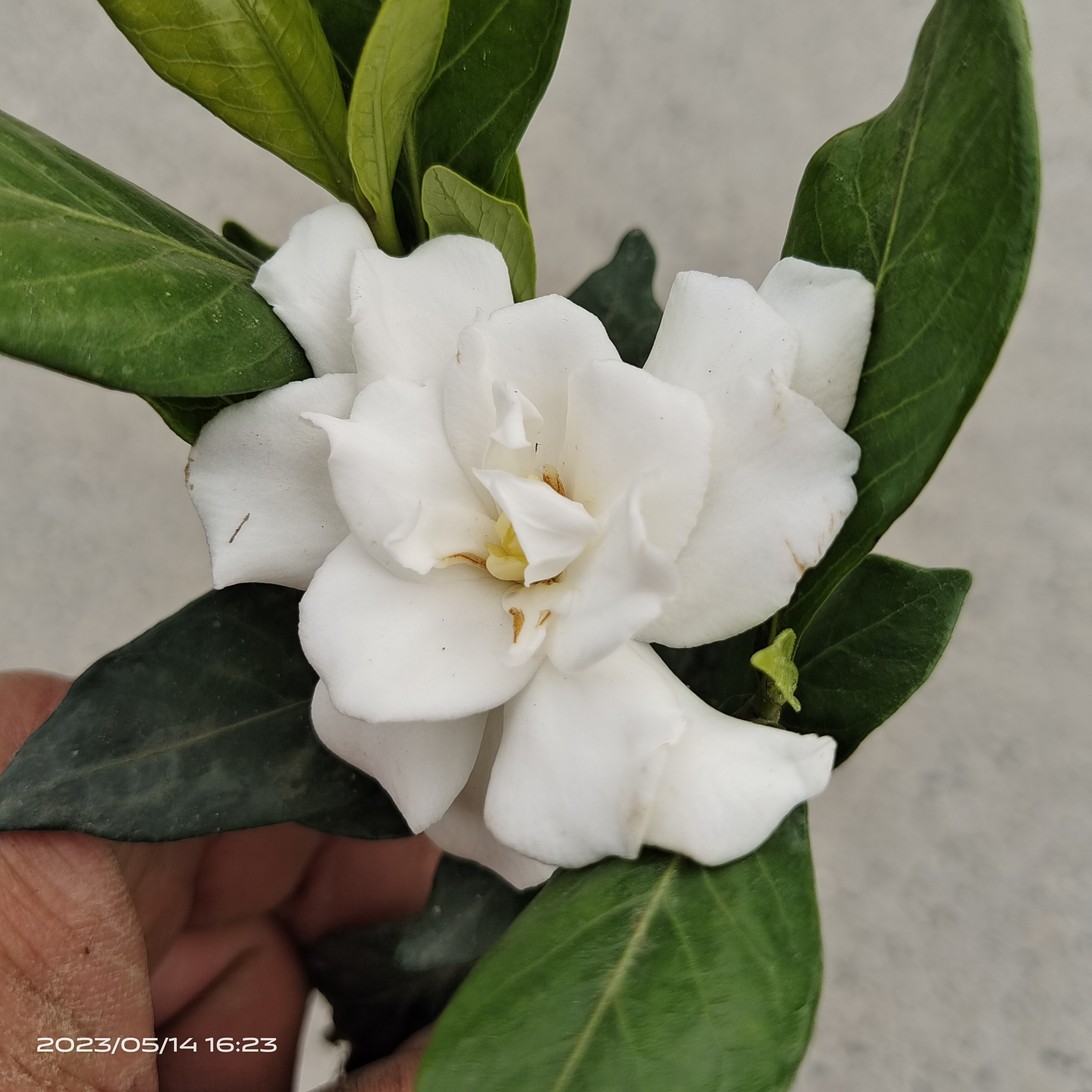 _多年老桩栀子花带原土发货适合室内室外种植