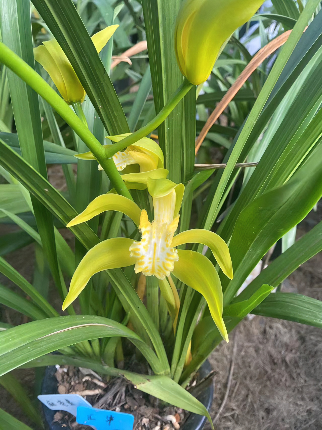云南（兰花虎头兰）好养活花香多花造景直播间一物一拍链接