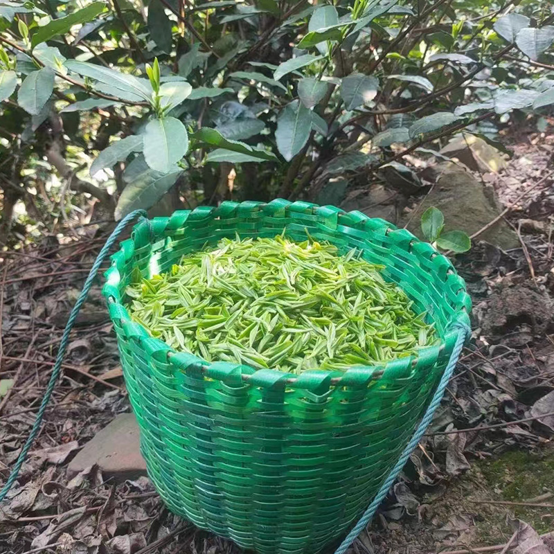 4号（特一级雨前炒青碧螺春 ）2025苏州东山碧螺春新茶手工茶春茶