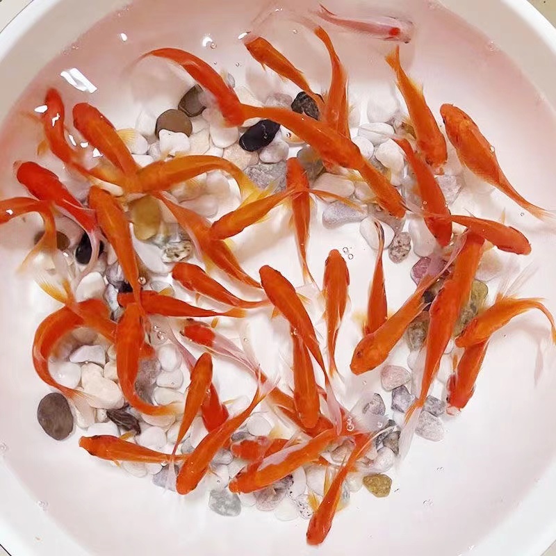 1-3厘米100条火焰红草金鱼冷水鱼活体观赏鱼新手好养耐活工厂直发